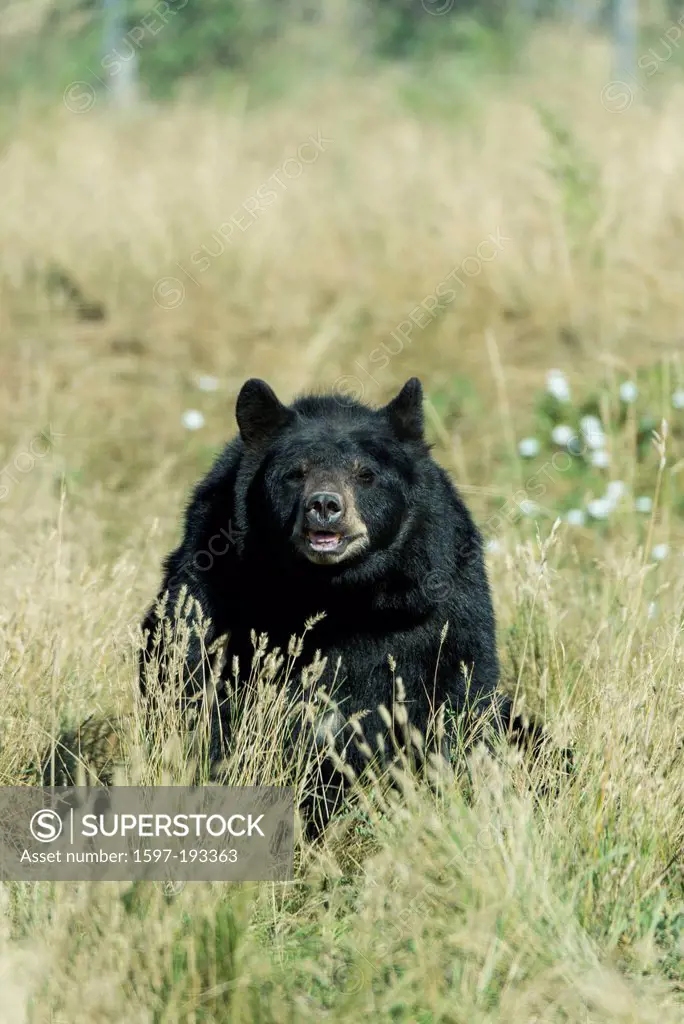 black bear, ursus arctos, animal, bear, USA, United States, America,
