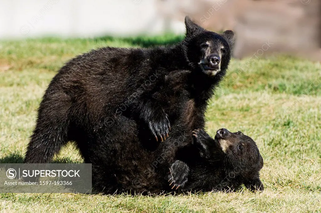 black bear cub, ursus arctos, animal, bear, USA, United States, America,