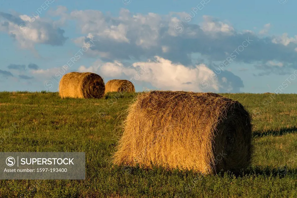 round, hay bales, Wyoming, USA, United States, America, agriculture