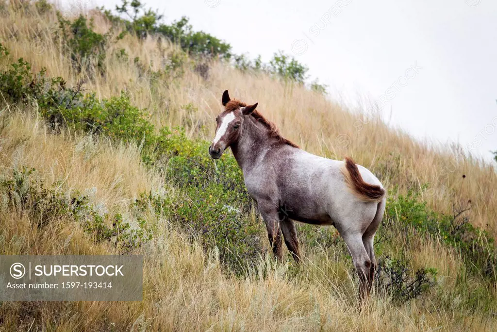wild horse, Theodore, Roosevelt, National Park, North Dakota, USA, United States, America, horse, animal,