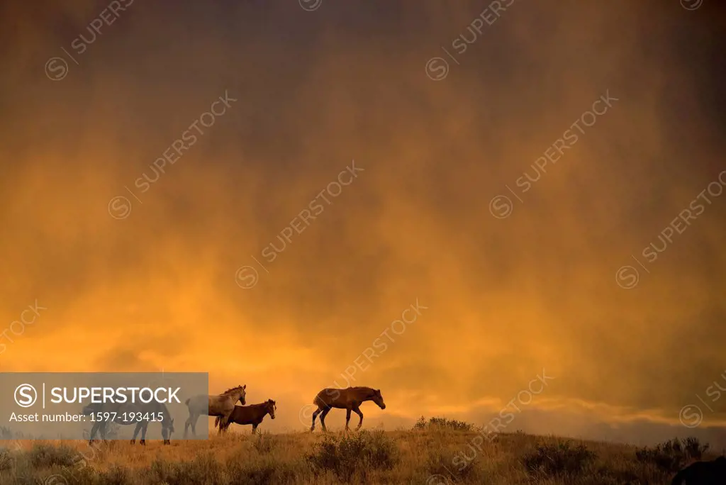 wild horse, Theodore, Roosevelt, National Park, North Dakota, USA, United States, America, horses, animal, sunset