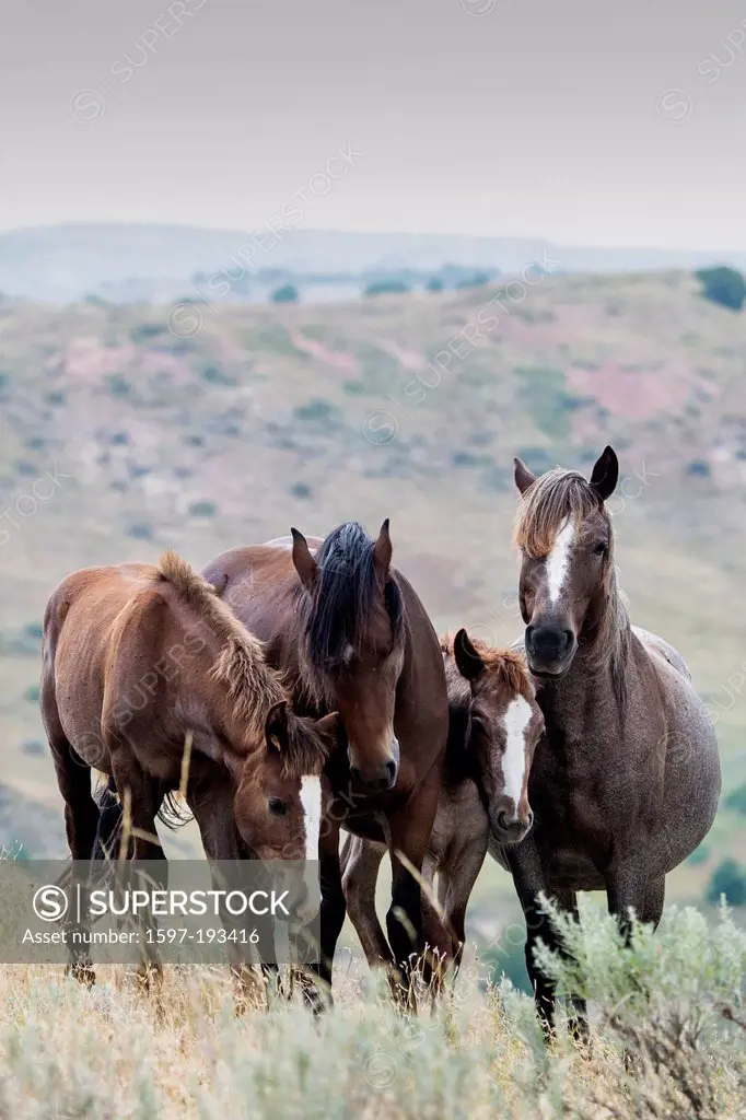 wild horse, Theodore, Roosevelt, National Park, North Dakota, USA, United States, America, horses, animals, wild, prairie,