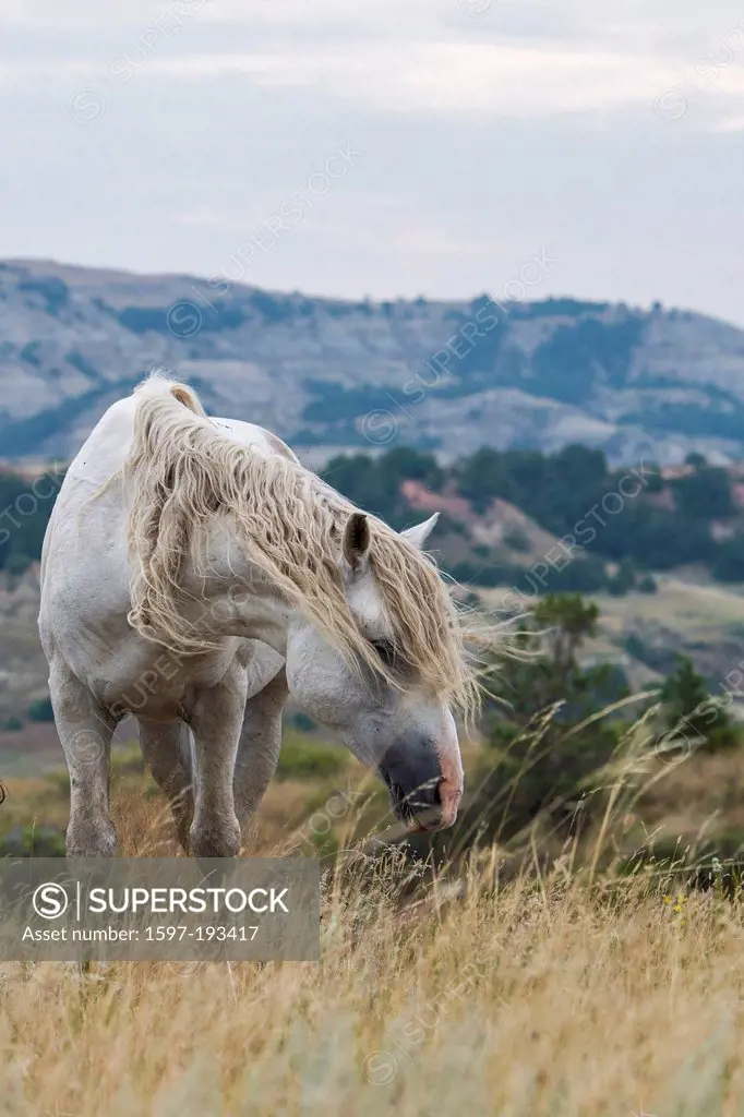 wild horse, Theodore, Roosevelt, National Park, North Dakota, USA, United States, America, horse, animal, wild, prairie,
