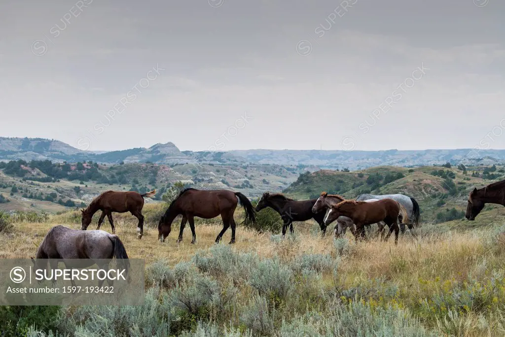 wild horse, Theodore, Roosevelt, National Park, North Dakota, USA, United States, America, horses, animals, wild, prairie,