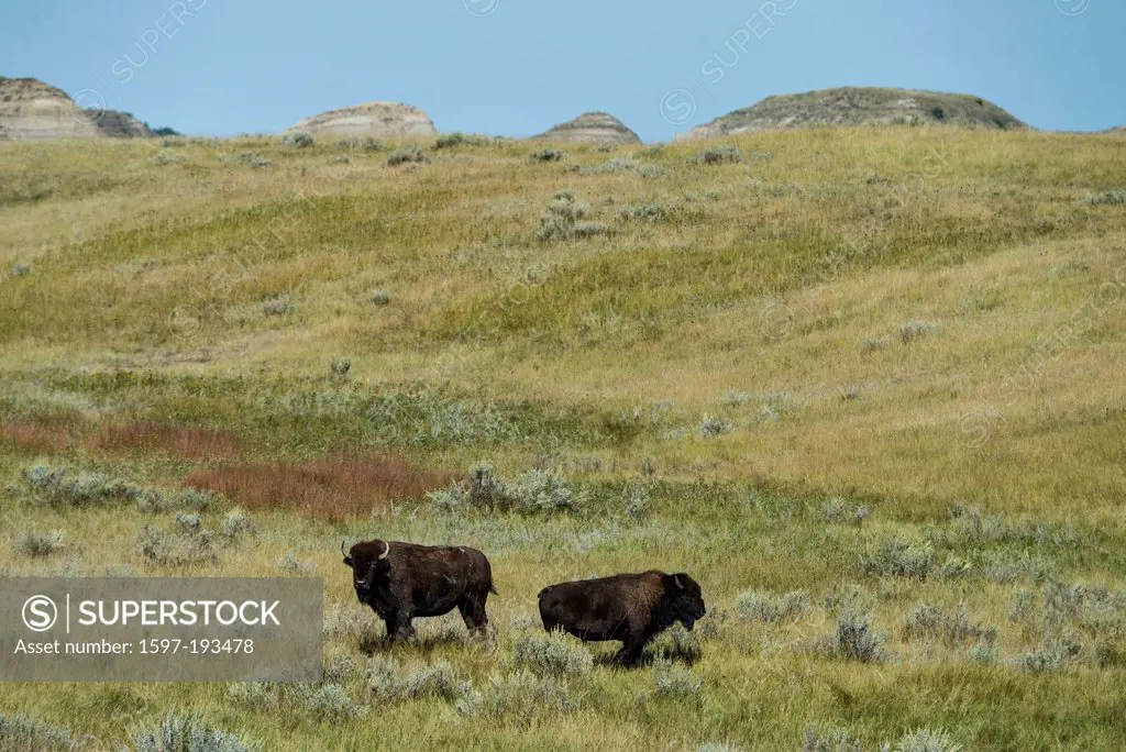 Bison, buffalo, USA, United States, America, animal, Theodore, Roosevelt, National Park, North Dakota