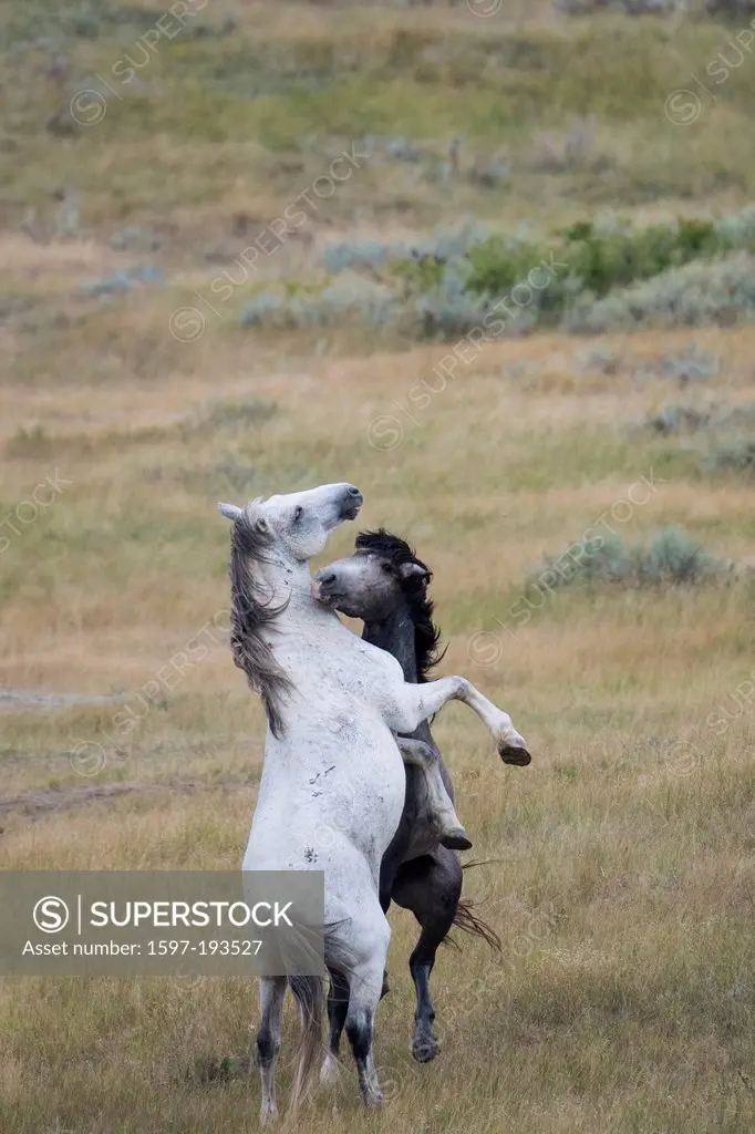 wild horses, Theodore, Roosevelt, National Park, North Dakota, USA, United States, America, horse, wild, prairie, free, two, fight