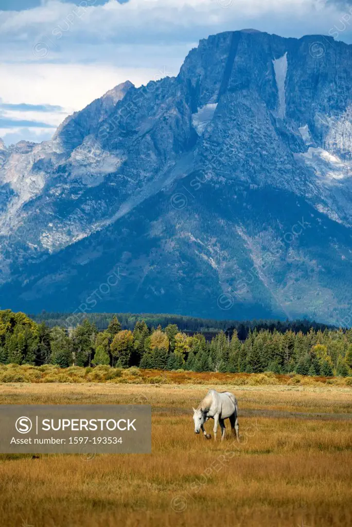 Horse, horses, Grand Teton, National Park, Wyoming, USA, United States, America, free, animal, landscape, prairie