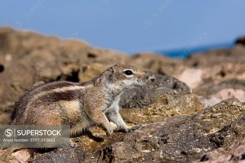 Barbary Ground Squirrel, squirrel, gopher, Atlantoxerus getulus, Fuerteventura, Canaries, Canary islands, Spain, Europe,