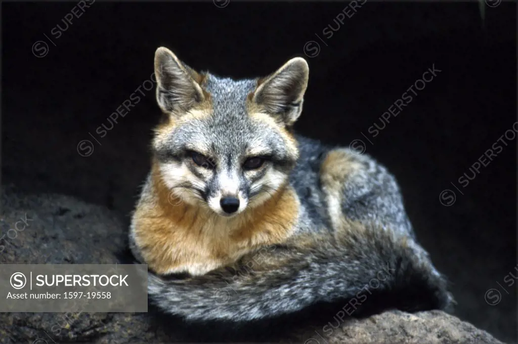 America, Animal, Animals, Fox, Gray Fox, Gray fox, Gray fox terrier, Gray Foxes, Portrait, Portraits, Urocyon cinere