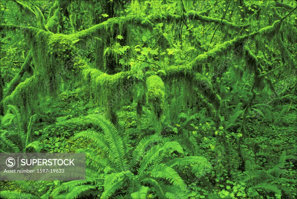 America, excessive Fern, Ferns, Green, High rainforest, Nature, Olympic national, Park, Plants, Rain forest, Tree, T
