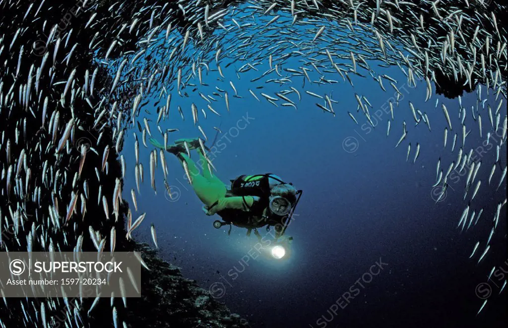 action, Ari atoll, coral fish, diving, fish, holiday, holidays, Indian ocean, live, Maayafushi, Maldives Islands, ma