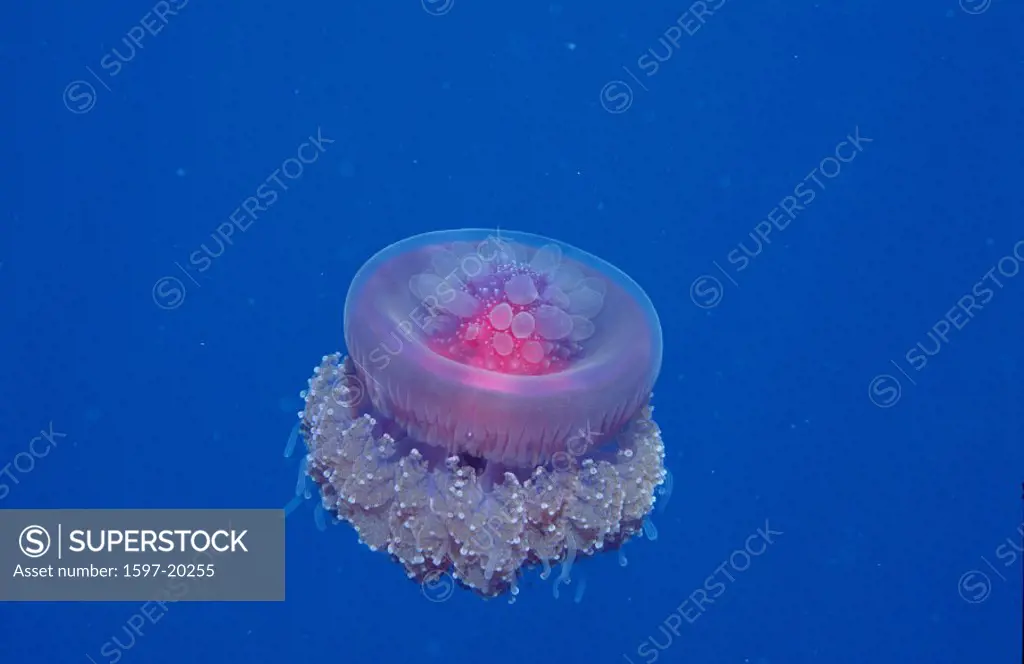 action, critters, Crown jellyfish, diving, holiday, holidays, invertebrate, live, marine, model release, nature, Net