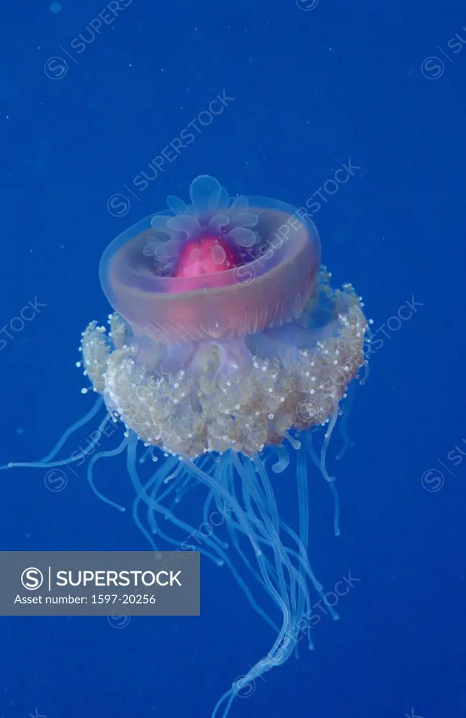 action, cover, critters, Crown jellyfish, diving, Egypt, North Africa, holiday, holidays, Hurghada, invertebrate, li