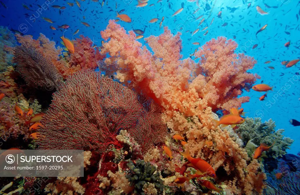 action, coral, coral reef, Coral Reef with Hard Corals, corals, diving, Gorgonacea, holiday, holidays, live, marine,