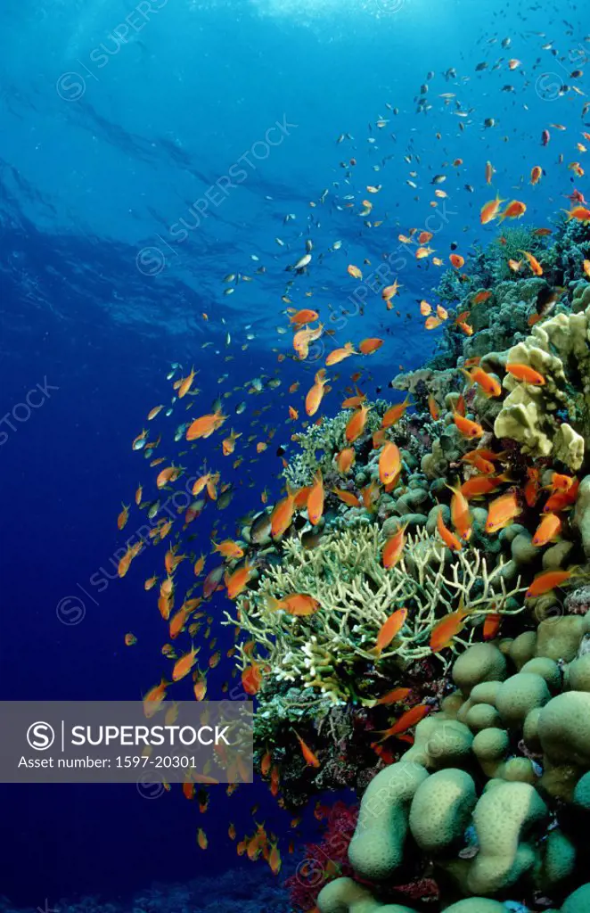 action, coral reef, cover, diving, Egypt, North Africa, holiday, holidays, live, marine, model release, nature, ocea