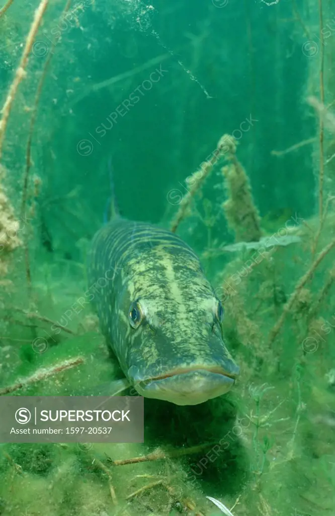 action, Bavaria, cover, diving, Esox lucius, fish, fishes, foto, freshwater, freshwater fish, freshwater fishes, Ger
