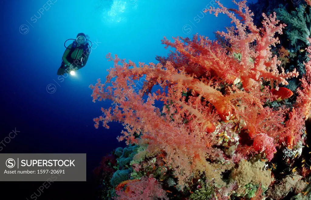 action, color, colour, Coral, Coral reef, diving, Egypt, North Africa, holiday, holidays, Hurghada, live, marine, mo