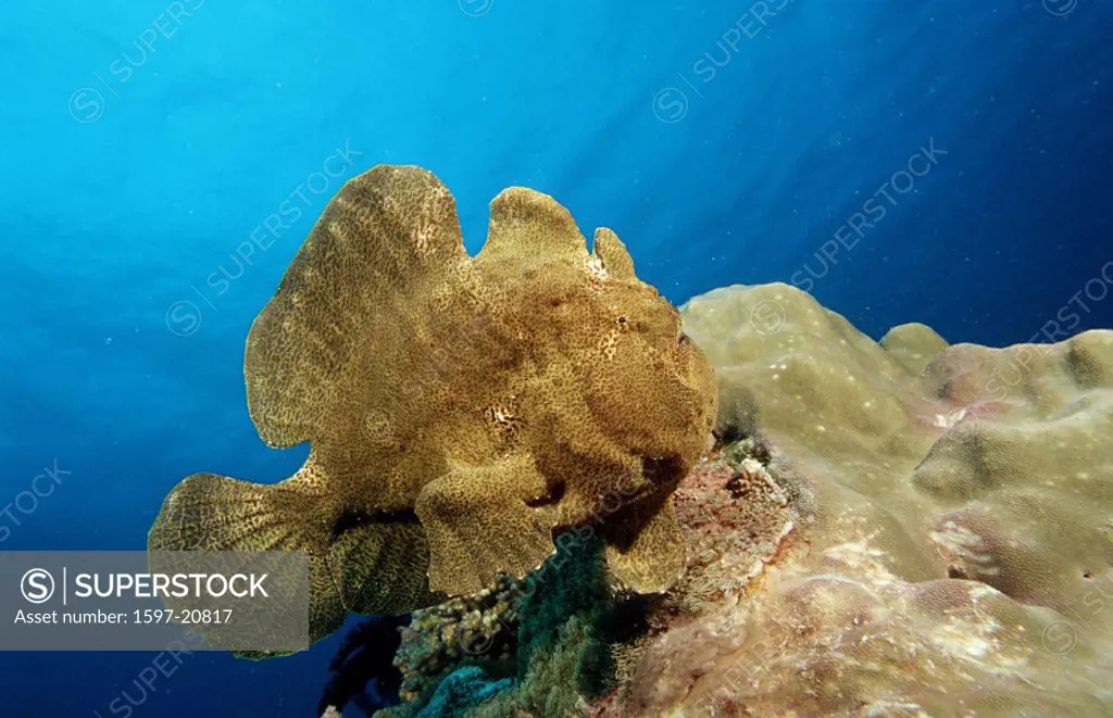 action, anglefishes, Antennarius commersonii, Bohol, Bohol Sea, camouflage, diving, Giant frogfish, holiday, holiday