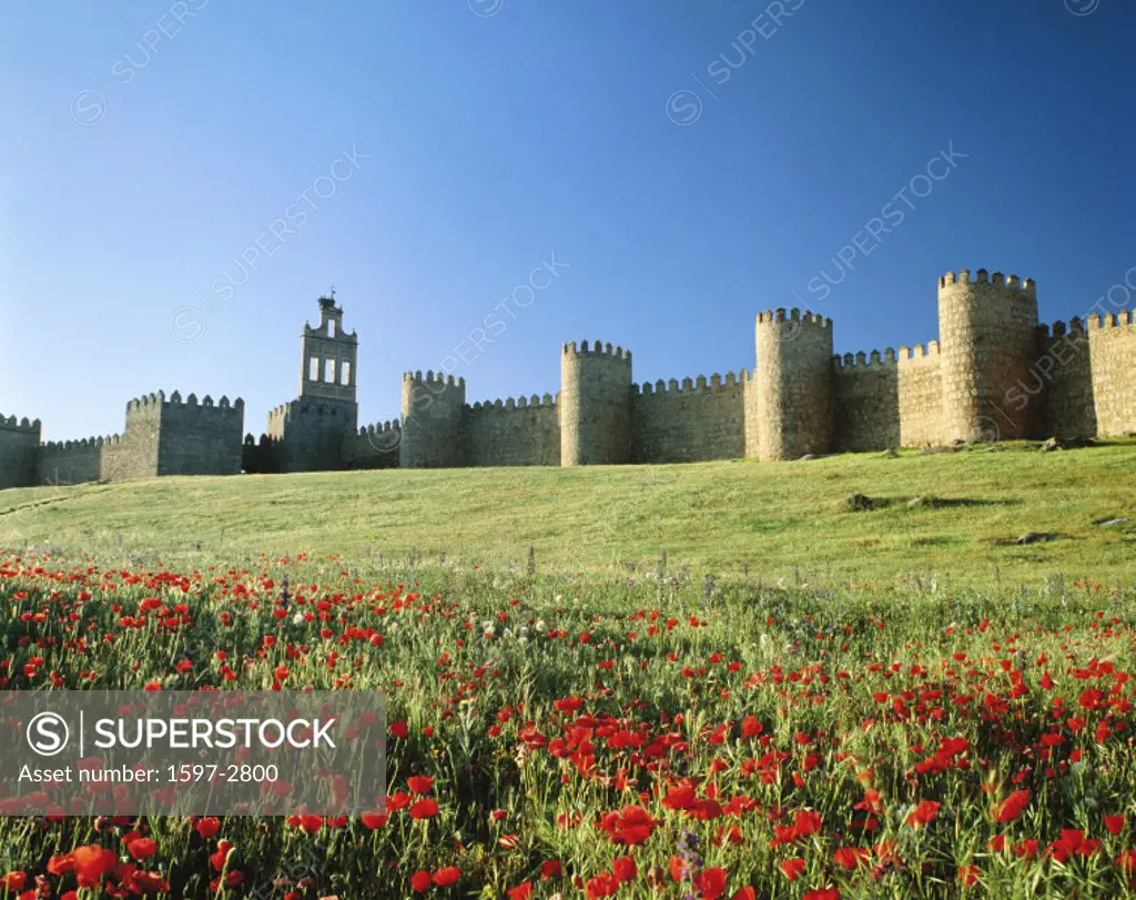 10214277, Avila, flower meadow, Castile, medieval, town wall, Spain, Europe,