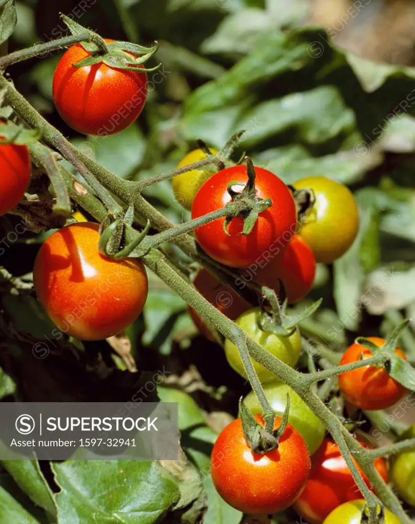 tomatoes, tomato, Outside, branch, Growing, Red, food, eating, vegetables, food, groceries, garden, cultivation, outho