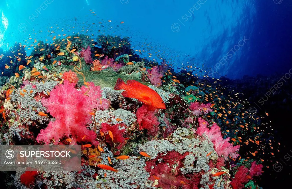 Coral grouper, Cephalopholis miniata, Sudan, Africa, Red Sea, fish, fishes, red, grouper, groupers, color, colorful, o