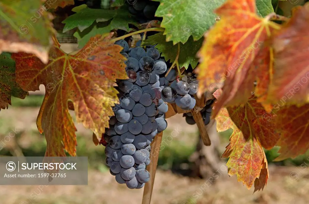 10835776, Argentina, South America, Grape, Vine, Vineyards, Bodega, Lujan de Cuyo, Mendoza, South America, wine, vineyard, agriculture, branch, leaves...