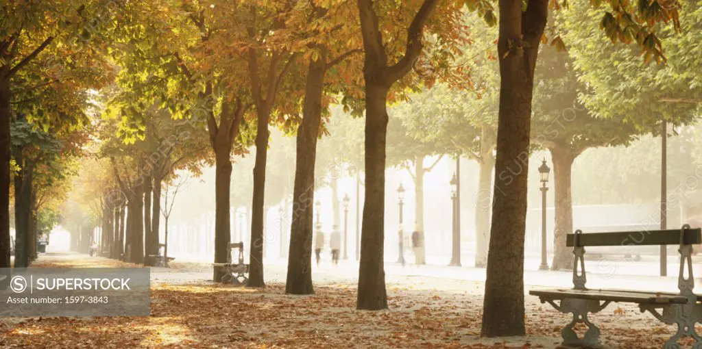 10375943, avenue, trees, Champs Elysees, France, Europe, autumn, Paris, promenade, bench, seat, mood,