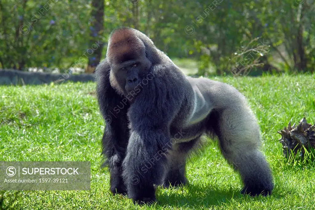 Western lowland Gorilla, Gorilla gorilla gorilla, silverback, male, meadow