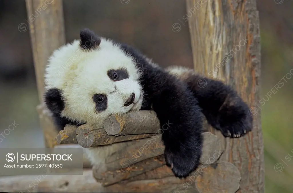 Giant Panda, Ailuropoda Melanoleuca, Chengdu Breeding and Research Base, Xiongmao Jidi, Sichuan, China, Asia, Baby, be