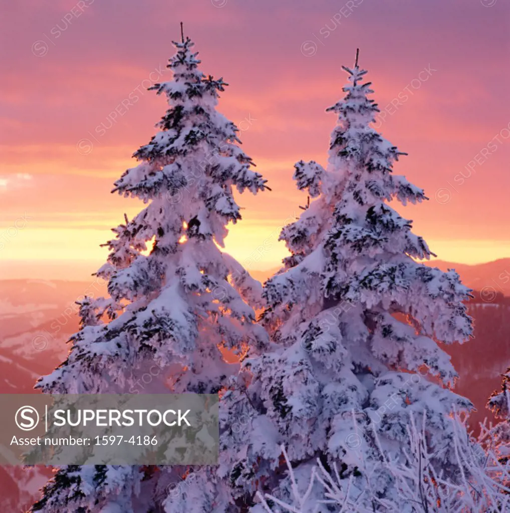 10448133, afterglow, alpenglow, trees, covers, Germany, Europe, Feldberg, snow, Black Forest, mood, firs, winter, clouds, weat