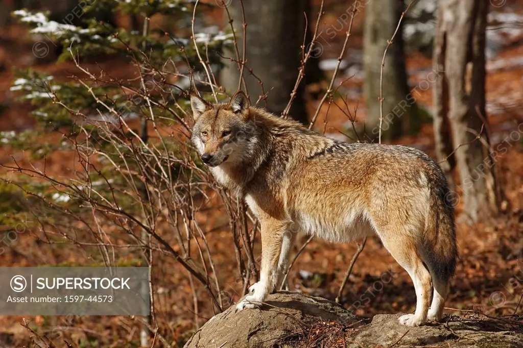 Wolf, Canis lupus, mammal, predator, one animal, Gray Wolf, wolf, animal, animals, wolves, winter, snow, forest