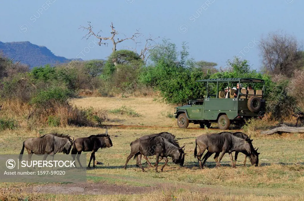 Black Wildebeest, Connochaetes gnou, Jaci´s Tree Lodge, Madikwe Game Reserve, North West, South Africa, wild animals, savanna, nature, herd, safari, c...