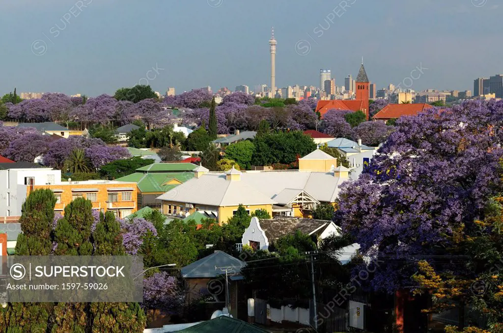 Johannesburg, Gauteng, South Africa, Hillbrow Tower, Jacaranda trees, bloom, flowering, roofs, overlook, overview, green, gardens, city