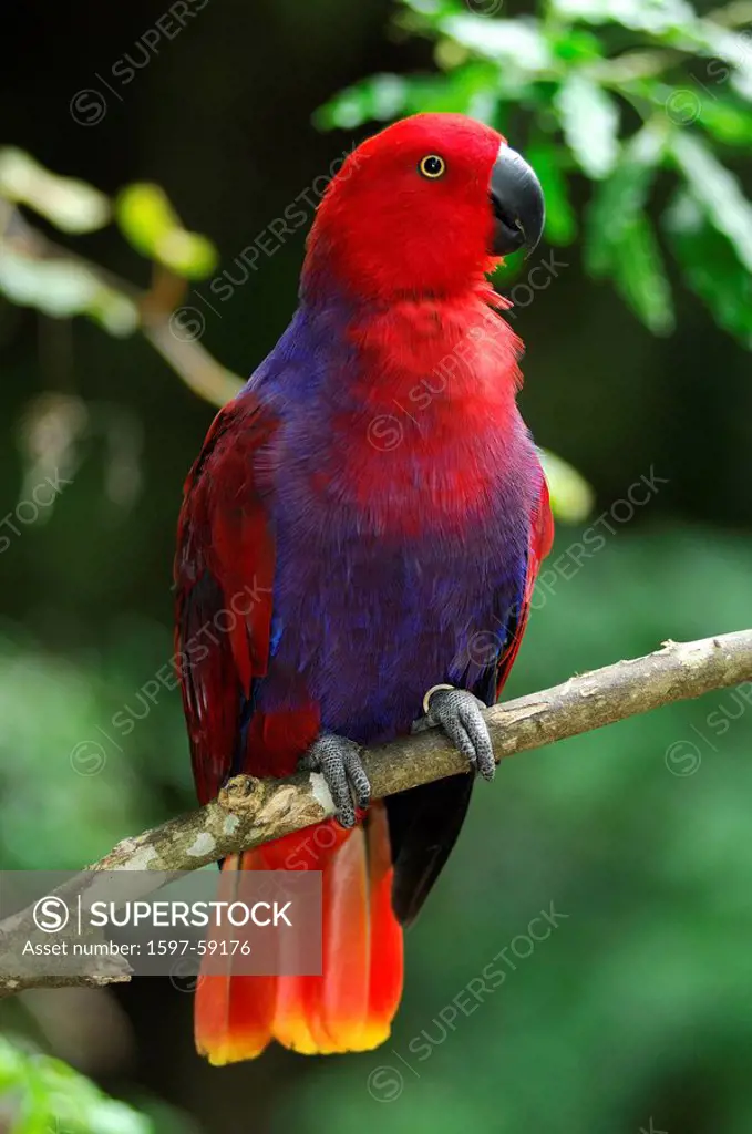 Eclectus Parrot, Eclectus roratus, Female, Parrot, Birds of Eden Park, Plettenberg Bay, Garden Route, Western Cape, South Africa, red, blue, colorful,...