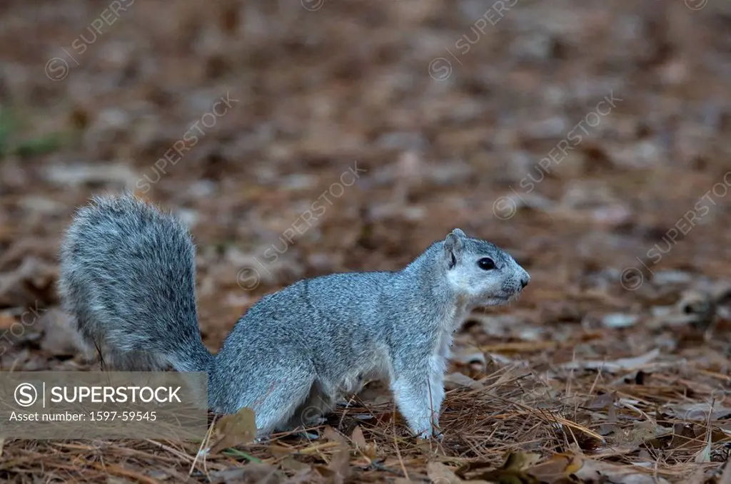 Delmarva fox squirrel, Sciurus niger cinereus, endangered, Chincoteague National Wildlife Refuge, USA, North America, Virginia, 2008, animal, squirrel