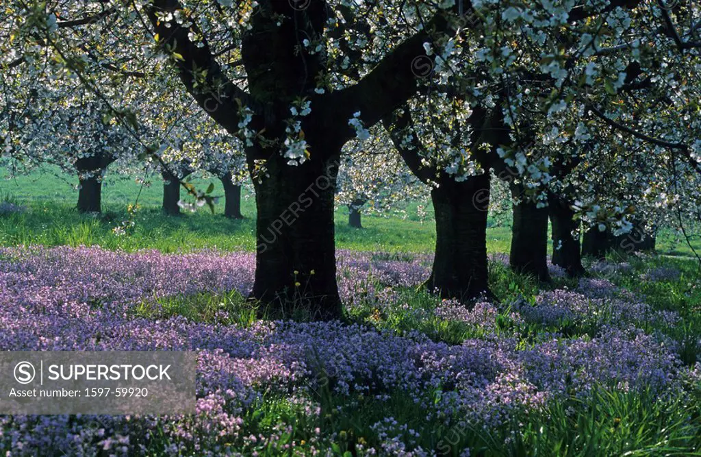 Arisdorf, Switzerland, Canton of Basel country, blossoming cherry trees, meadow flowers, lady´s smock, Cuckoo Flower, springtime, spring, Landscape, s...