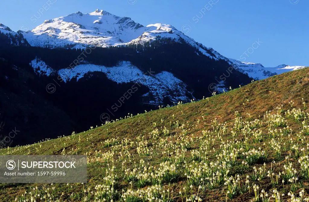 Alp Vermol, Switzerland, Canton of St. Gallen, Alp, meadow, spring snowflake, mountain, snow, spring, Landscape, scenery, nature, flowers, flowering, ...