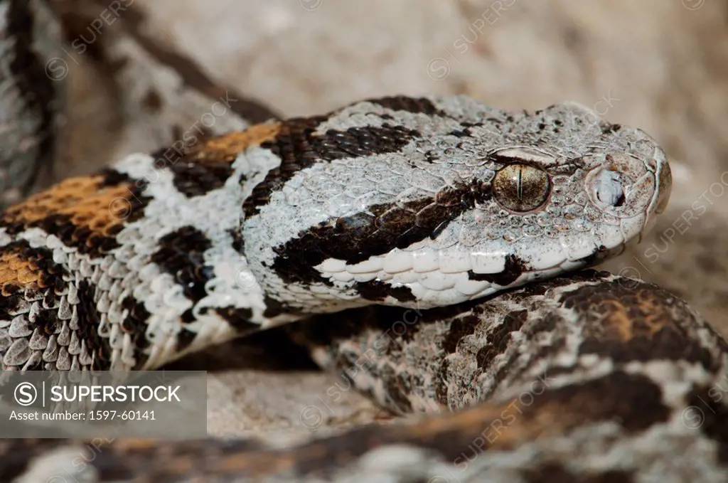 Viper, vipers, adder, adders, mountain adder, Wagner´s mountain adder, Montivipera wagneri, snake, snakes, reptile, reptiles, portrait, protected, end...
