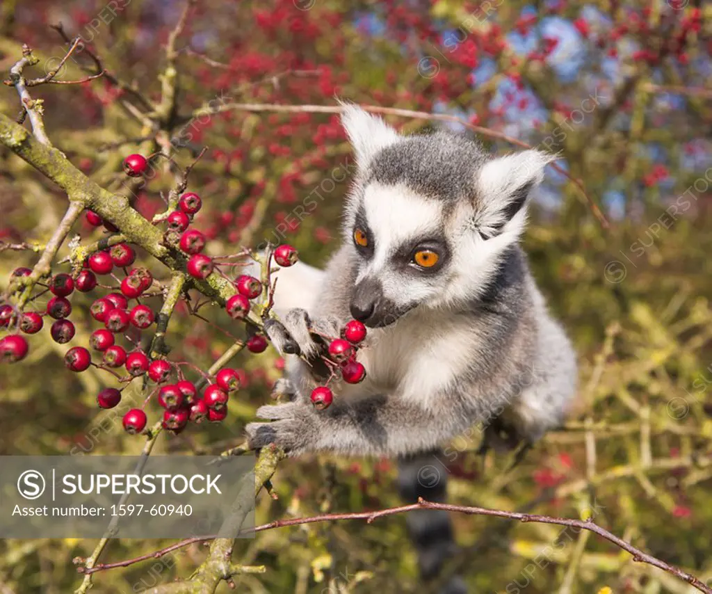 Ring tailed lemur eating berries, in captivity PR