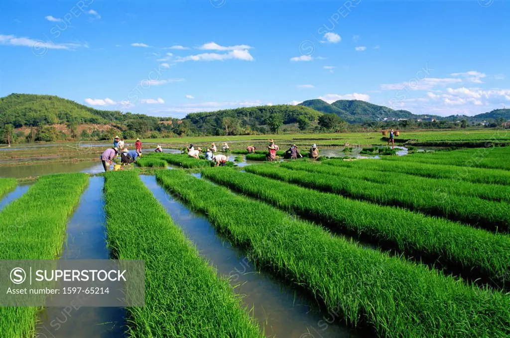 Asia, Thailand, Northern Thailand, Asia, Chiang Mai, Rice Planting, Rice Paddies, Rice Paddy, Rice Fields, Rice Farmin