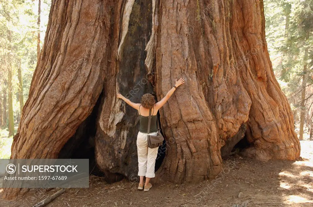 10850761, Usa, California, Redwood Tree, Mariposa