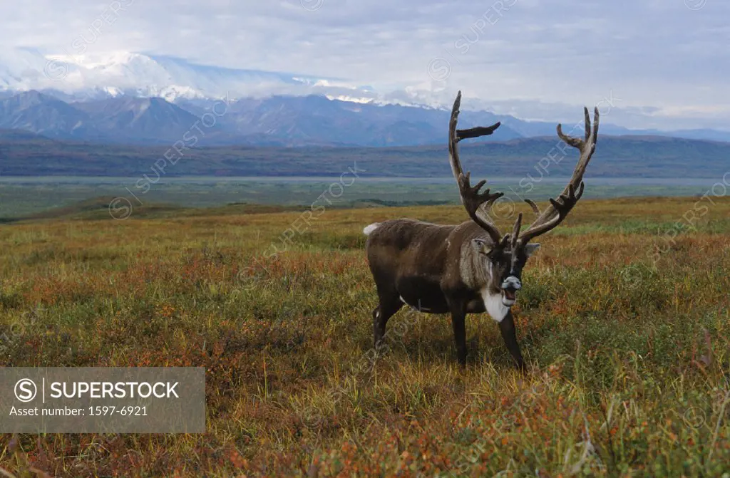 10641094, Alaska, rank, rutting season, bull, Caribou, Denali stands national, park, antlers, large, antlers, autumn, colors,