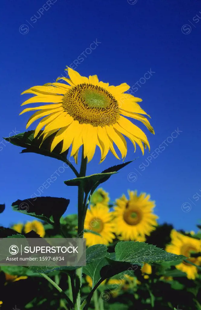 10641107, cutting, part, blue, sky, flower, blossom, flourish, flower splendour, field, yellow, Gossau, Helianthus annuus, hig