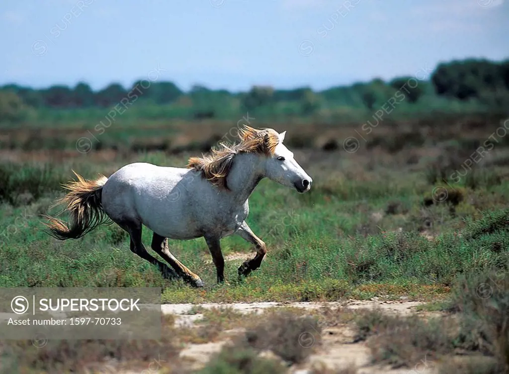 10853805, Camargue horse, Wild Horses, Camargue, S
