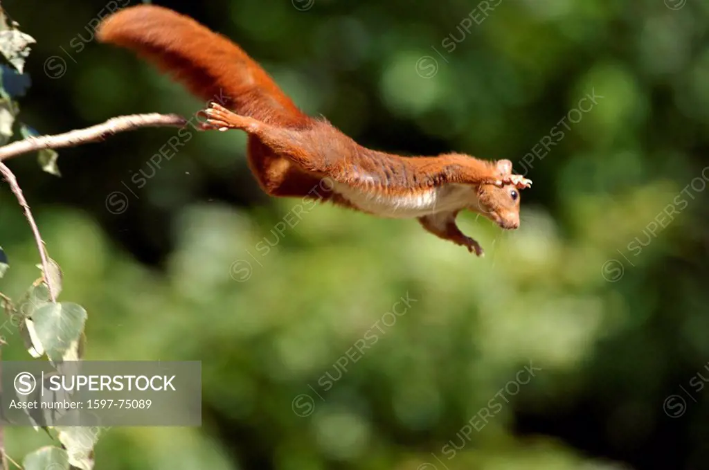 Eurasian red squirrel, Sciurus vulgaris, Europe, F