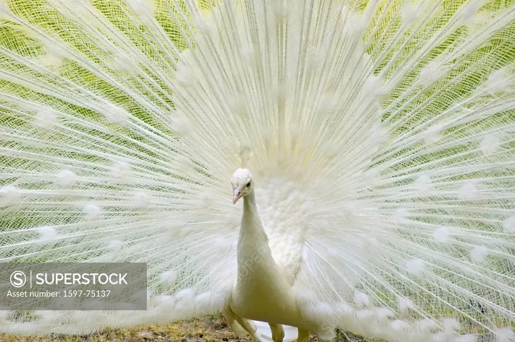 White peacock, Indian Peafowl, Spreading, teal, Pa
