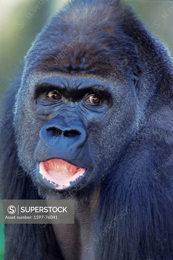 Western plain gorilla, gorilla gorilla, monkey, Porträit, ape, animal, beast,