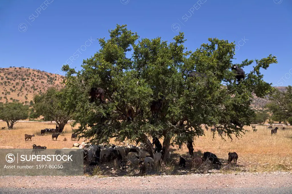 Grazing goats in argan trees, Tiout, Morocco