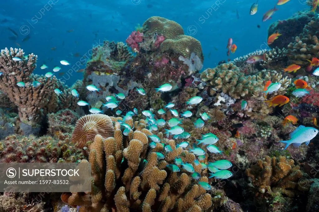 Korallenriff mit Chromis Riffbarschen, Chromis viridis, Nord Ari Atoll, Malediven, Reef with Chromis Fishes, Chromis viridis, North Ari Atoll, Maldive...