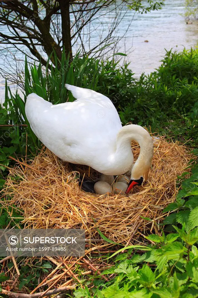 Brood, Cygnus olor, egg, eggs, feather, spring, spring, care, welfare, plumage, body of water, neck, throat, hump, hump swan, boy, mother, younger gen...